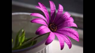 waar zijn de bloemen toch