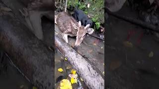 Download lagu Beburu rusa di hutan Papua. ikut masyarakat lokal beburu menggunakan anjing. #shorts #berburu #rusa mp3 Download lagu Beburu rusa di hutan Papua. ikut masyarakat lokal beburu menggunakan anjing. #shorts #berburu #rusa mp3