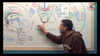 Dr Ahmed Elzainy Diencephalon " Thalamus "Neuroanatomy الدكتور احمد الزيني