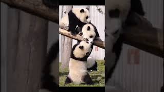 Download lagu panda's baby fight || What's app status ||Trending🐼viral video 🐼 viral mp3