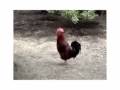 The Cock is Dead ... 