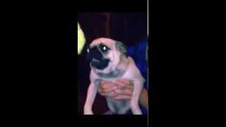 preview picture of video 'Frankiee the demon pug'