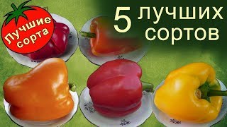 Перец Сладкий Яблочный Спас Отзывы Фото Урожайность Перец Сладкий Яблочный Спас Отзывы Фото Урожайность