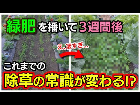 トマト酵母の使い方は？あまり知られていないが効果的な肥料に注目！  庭園