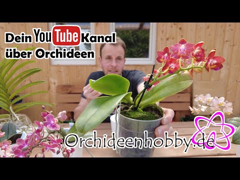 , title : 'Phalaenopsis Sogo Fusion, Phal. Diffusion und das Duftorchideen Quartett -Orchideenhobby.de'