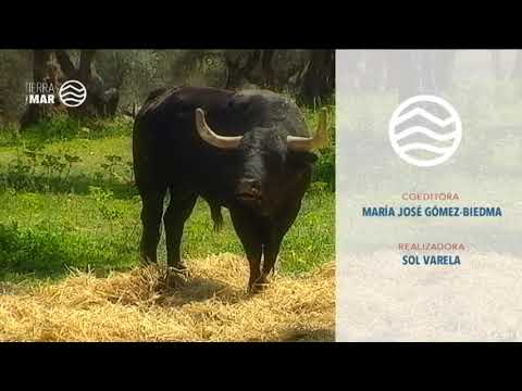 Cierre de imágenes de toros bravos en las dehesas de Almadén de la Plata y Gerena, Sevilla