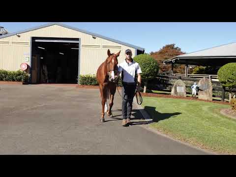 2021 Gold Coast National Broodmare Sale Lot 547