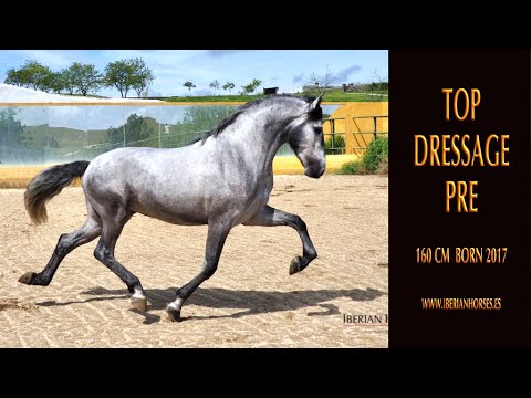 ANDALUSIAN HORSE FOR SALE - SUPER EXPRESSIVE