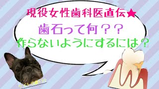 歯石って何？どうやったら防げるの？