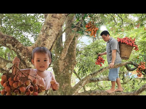 VIDEO FULL:60 Days Build Garden-Harvest Stone snails, Sponge Gourd,Tomato,lychee,corn go market sell