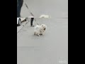 Chow Chow Male