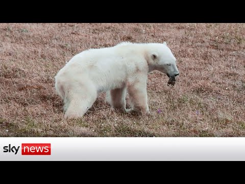 A happy ending for the bear who bit off something it couldn't chew