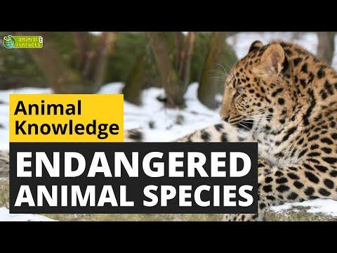 Animals in Danger of Extinction