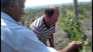 preview picture of video 'Struguri de masa,Table Grapes , Moldova , Cтоловыи Bиноград'