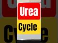 Urea Cycle Shorts Ureacycle Urea Aminoacids Aminoacid Protein Proteins Metabolism Metabolic