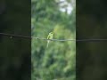 Amazing Rain Amazing Bird