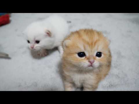 YouTube 썸네일