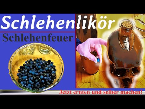 Schlehenfeuer / Schlehenlikör selber machen