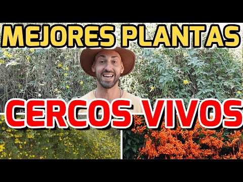 , title : '4 PLANTAS Para Taparte De Tus VECINOS! CERCOS VIVOS De Rápido CRECIMIENTO!!'
