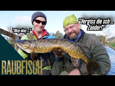 Zander? Doch nicht, wenn die Hechte beißen!