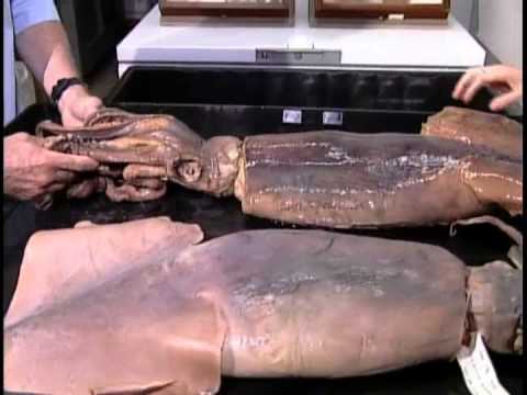 Humboldt Squid