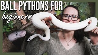 BALL PYTHONS FOR BEGINNERS (How to setup terrarium) by Jossers Jungle