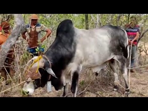 CIDADE SOSSEGO NA PARAÍBA ESSE TOURO FUGIU E A EQUIPE DE ZÉ DE VICENTE PEGOU TOURO MUITO BONITO