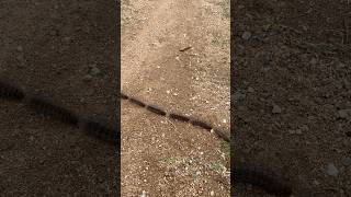 Marching Caterpillars!!! 毛虫の行進!!! #caterpillar #nature #naturelovers #毛虫 #shorts