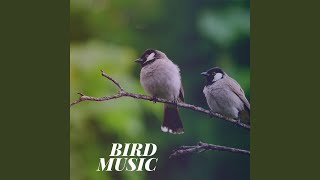Download lagu Birds Sound mp3 Download lagu Birds Sound mp3