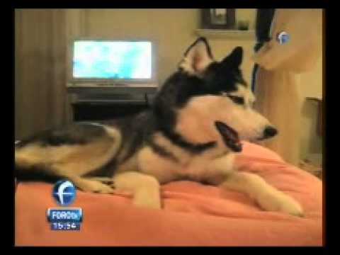 Mishka........perro que habla.....Hello!!!!