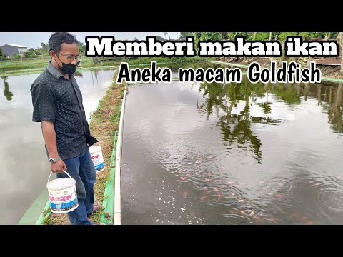 , title : 'Memberi Makan Ikan Koki,Ada Berbagai Jenis Ikan Koki'
