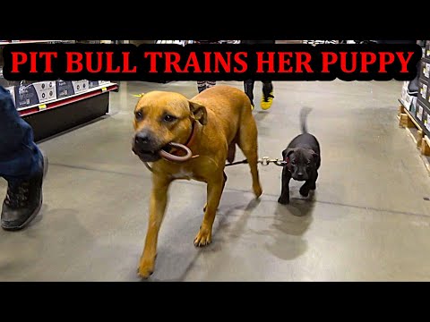 Bindi entrena la tenacidad de su cachorro.