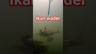 Download lagu reaksi ikan wader ketika melihat umpan cacing #mancing #ikanwader #memancing #underwater #fishing mp3 Download lagu reaksi ikan wader ketika melihat umpan cacing #mancing #ikanwader #memancing #underwater #fishing mp3