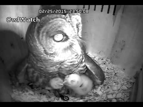 Barred Owl - Snake 2015 2/25 2:34am