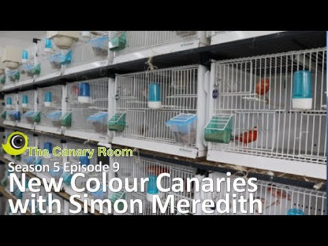 The Canary Room Season 5 Episode 9 - New Colour Canaries with Simon Meredith