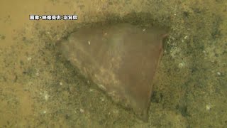 11月25日【びわ湖放送ニュース】湖底から目覚める古代の記憶　滋賀県の調査で遺跡最古の縄文土器見つかる