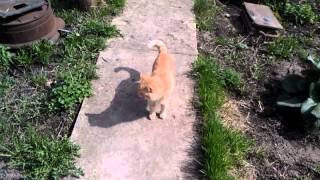 preview picture of video 'Дикий кот в деревне выпрашивает пожрать.'