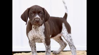 Video preview image #1 German Shorthaired Pointer Puppy For Sale in COATESVILLE, PA, USA