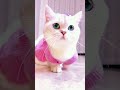 Kucing Lucu Shorts