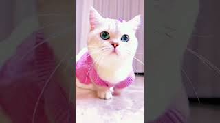 Download lagu kucing lucu 😍😍😍#shorts mp3