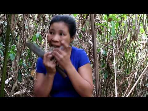 Find and meet natural pineapple in the forest for food - Natural pineapple eating delicious # 32 Video