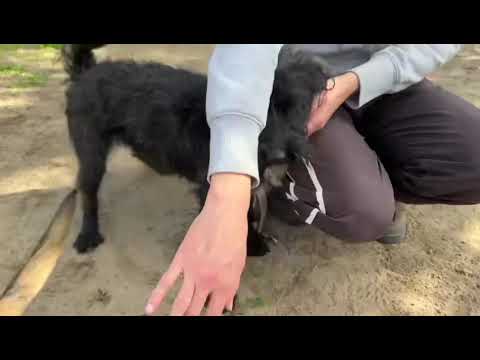 Camel-2 und Roze-3/02