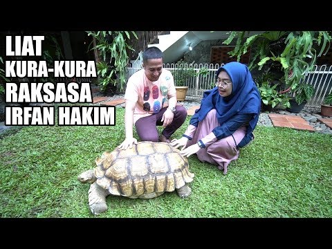 download lagu mp3 mp4 Kura Kura Kura, download lagu Kura Kura Kura gratis, unduh video klip Kura Kura Kura