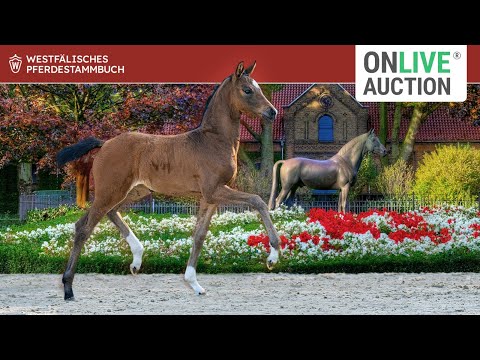 Präsentation - Fohlen-Auktion Moderne trifft Tradition im NRW Landgestüt