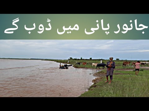 Animals drowned in water  / Qaisar Azeem