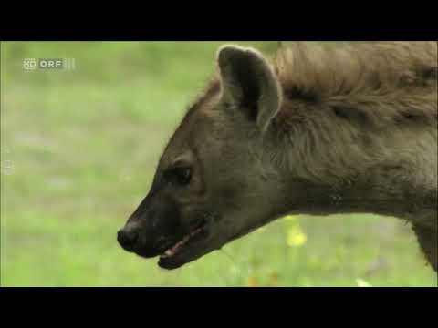Wildes Afrika: Sambesi - Doku - Deutsch
