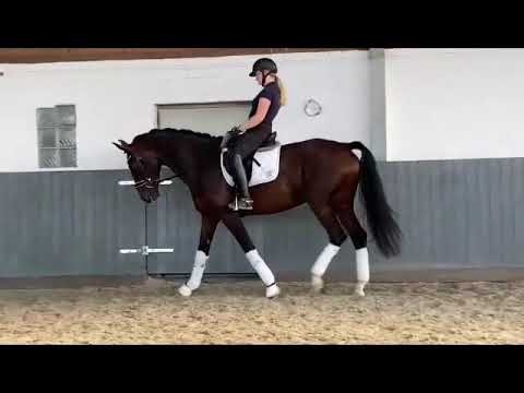 "BATIDA DE COCO"-Weidenhof-Verkaufspferd: 5j. Stute v. Buckingham-Sandro Hit