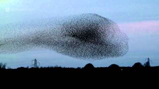 Gretna Green Starling Murmurations
