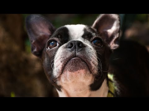 Boston Terrier Nutrition Feeding for Optimal Health