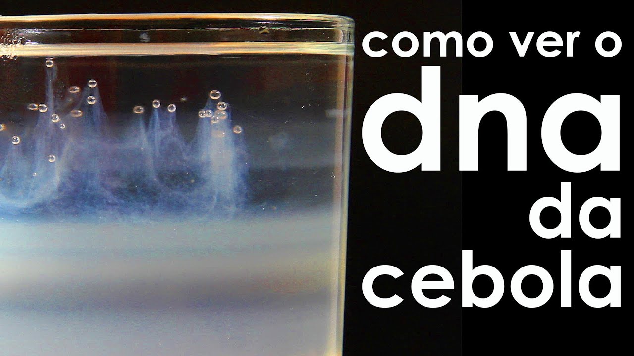 Como ver o DNA da cebola (EXPERIÊNCIA)